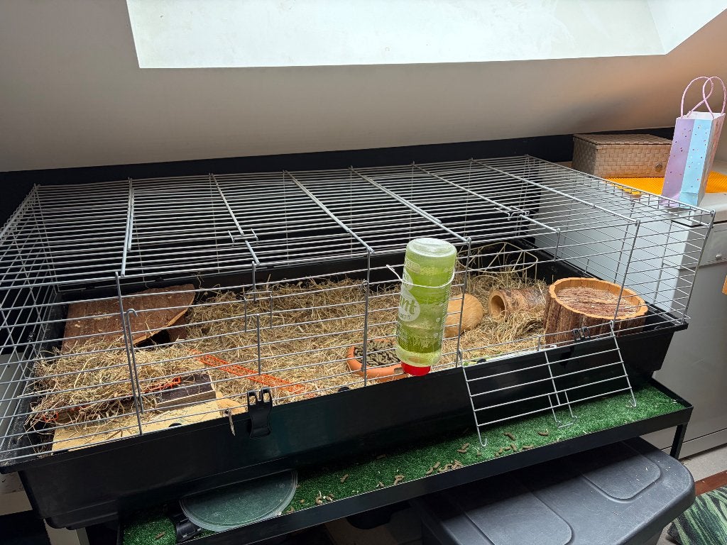 3 cavia’s inclusief groot hok en toebehoren, Dieren en Toebehoren, Knaagdieren en Konijnen | Hokken en Kooien, Ophalen, Hok, Cavia