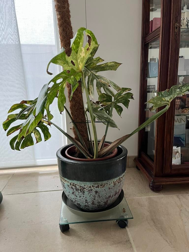 Grote Monstera thai constellation opruiming plaatsgebrek, Huis en Inrichting, Kamerplanten, Ophalen