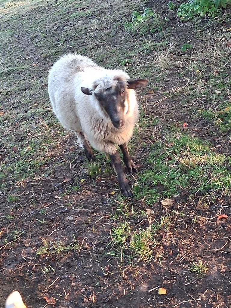 Ram lam te koop, Dieren en Toebehoren, Mannelijk, Schaap, 0 tot 2 jaar
