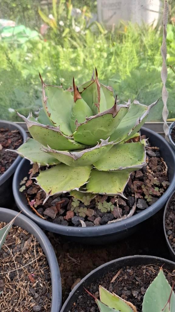 Grote agave titanota, Enlèvement