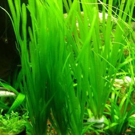Vallisneria spiralis / Spiraalvallisneria, Enlèvement