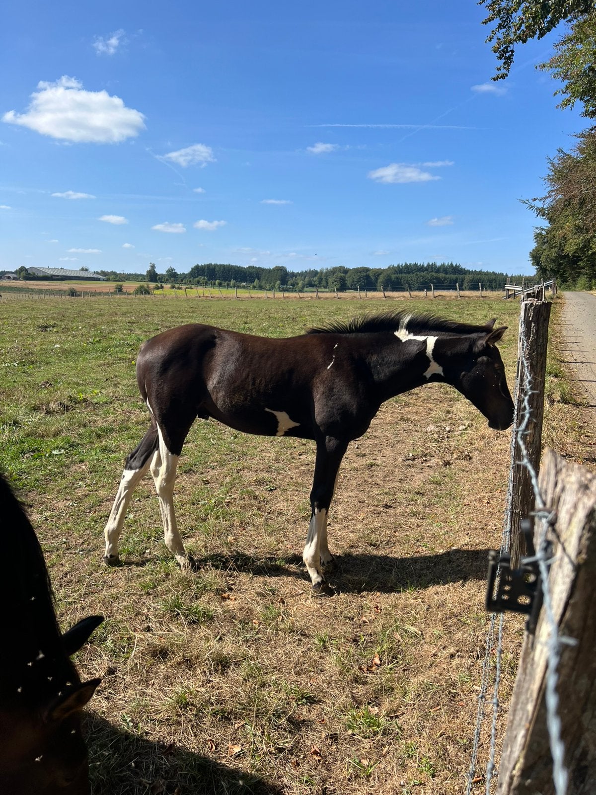 Indigo des cinq dames z, Avec pedigree, 165 à 170 cm, 0 à 2 ans, Non dressé