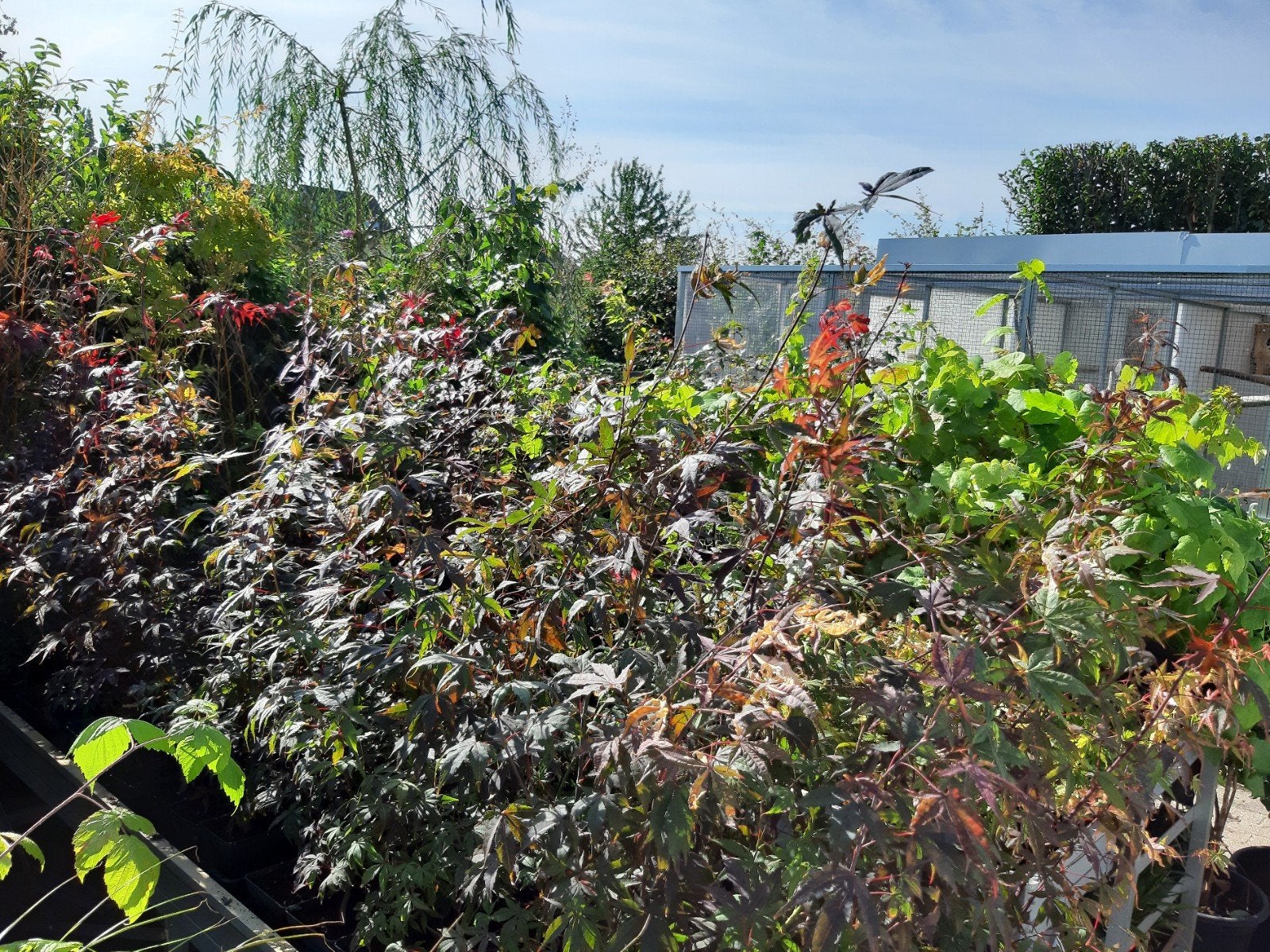 Japanse esdoorn, Tuin en Terras, Planten | Bomen, Ophalen, In pot, Volle zon