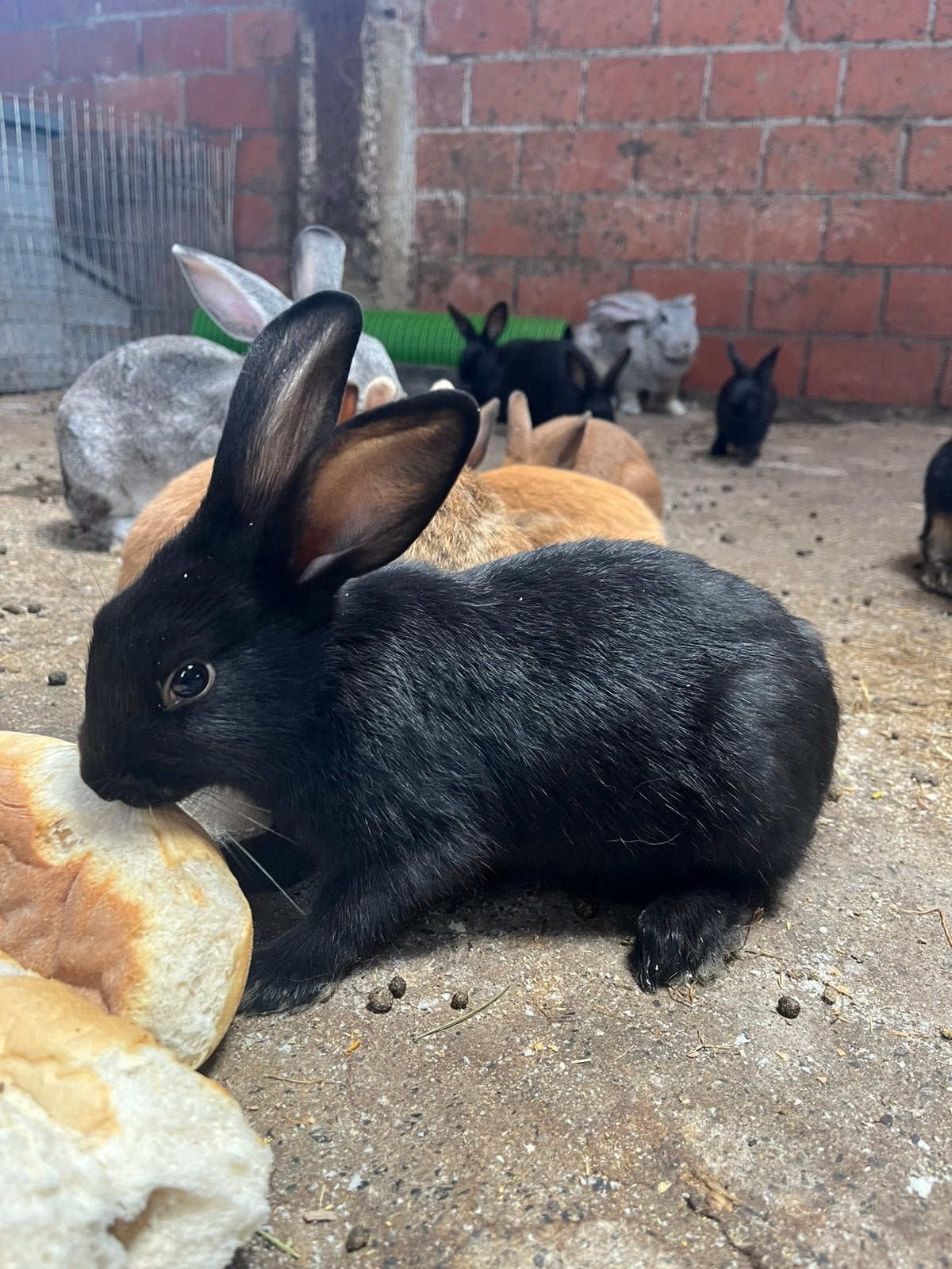 Mannelijke konijntjes, Dieren en Toebehoren, Konijnen