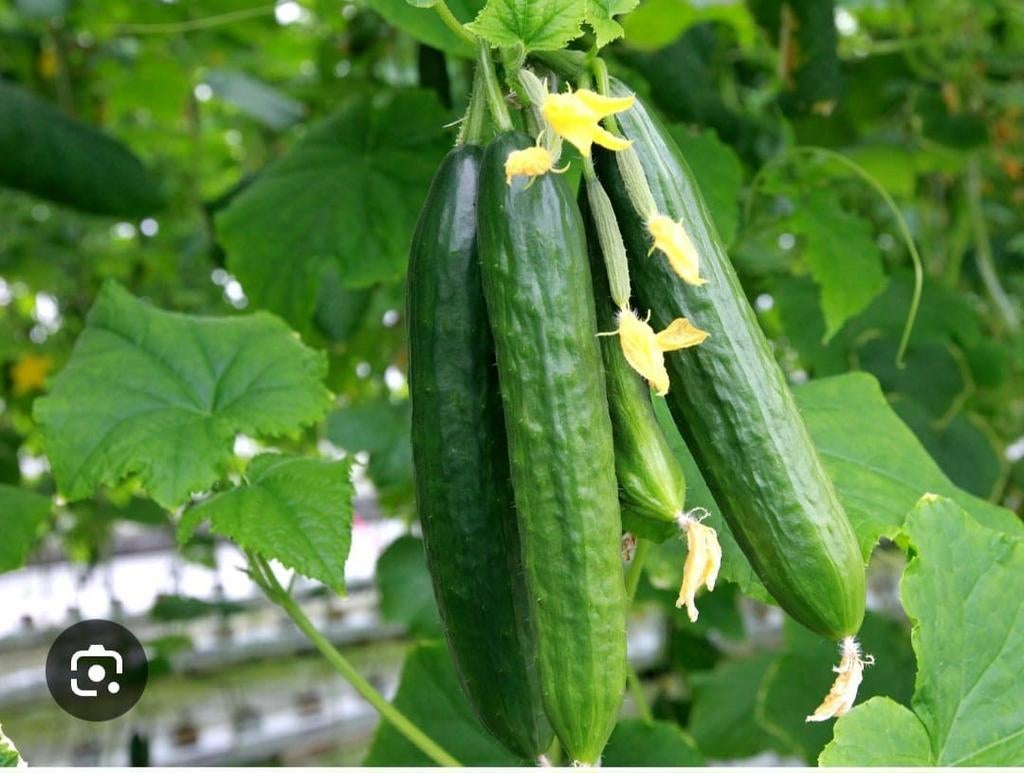 Graines de concombre biologiques (10 pièces pour 1 euro), Enlèvement ou Envoi