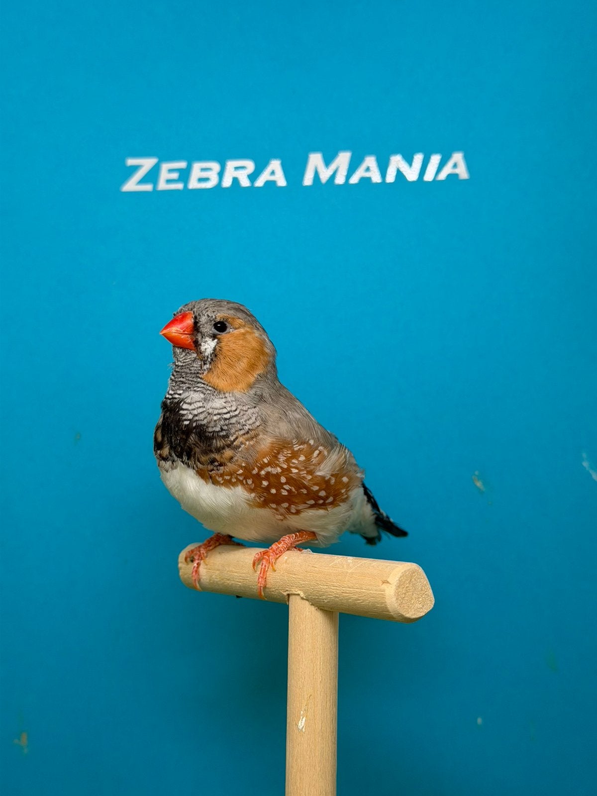 Bleekrug grijze zebravink man tt gericht, Mâle, Oiseau tropical, Bagué