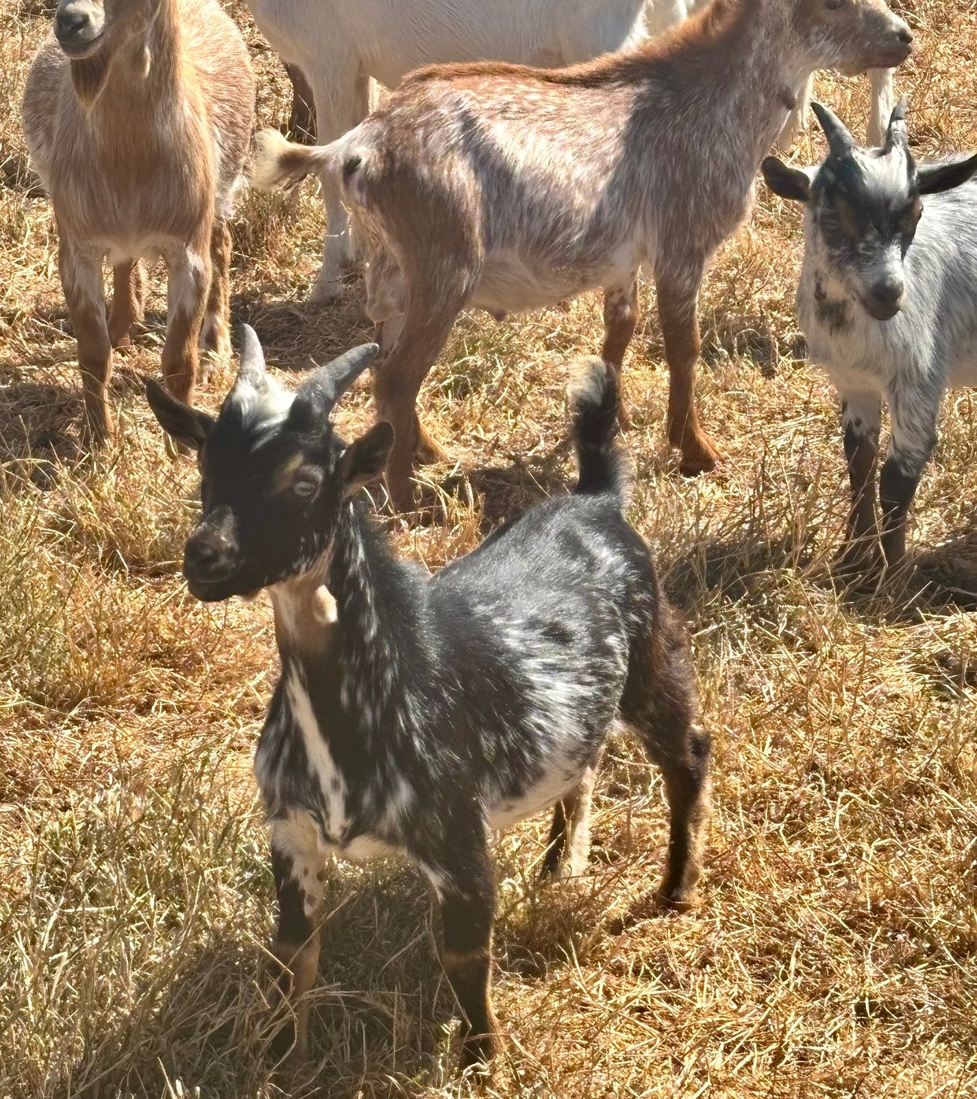 Superbes mini-chèvres naines (chèvres), Mâle, Chèvre, 0 à 2 ans