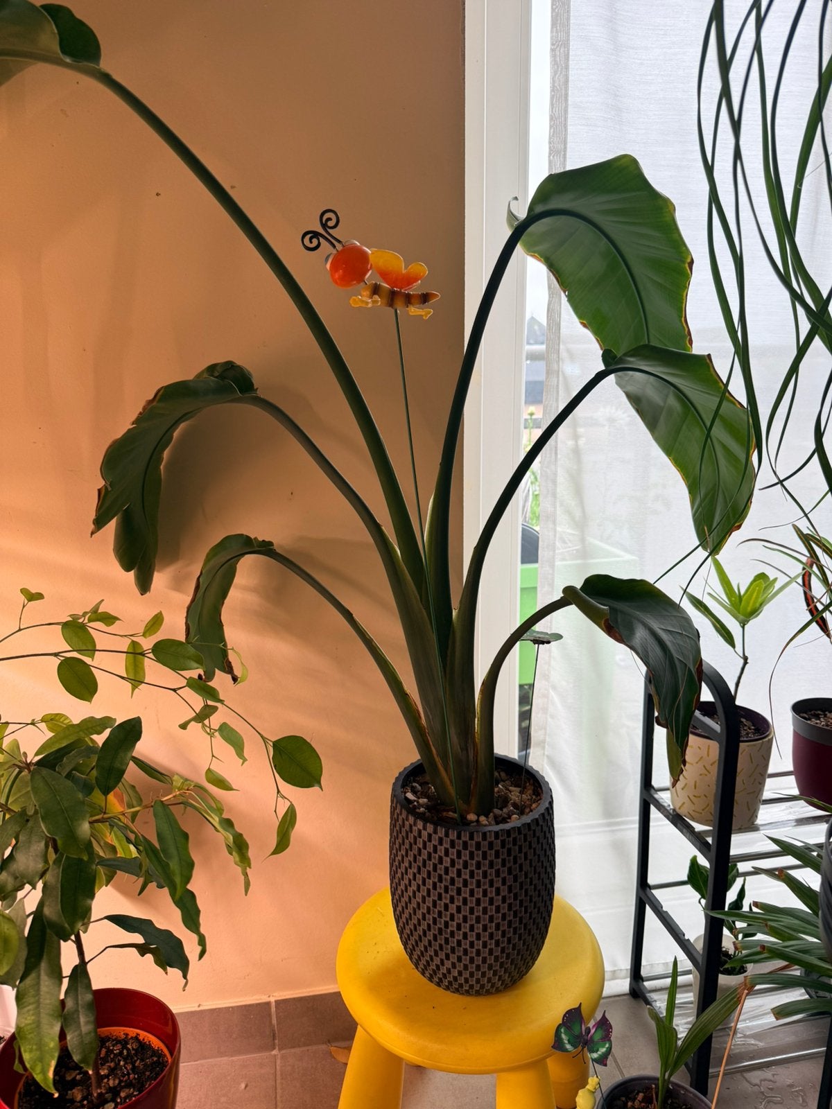 Strelitzia, Enlèvement ou Envoi