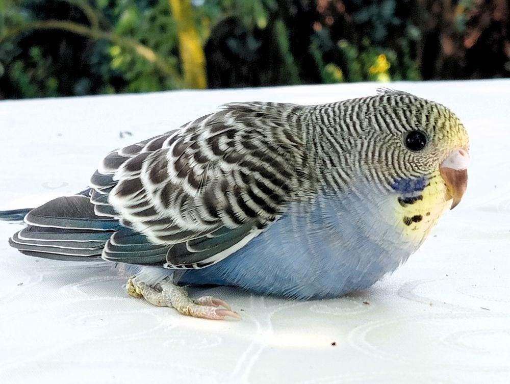 jonge parkiet, Dieren en Toebehoren, Parkiet