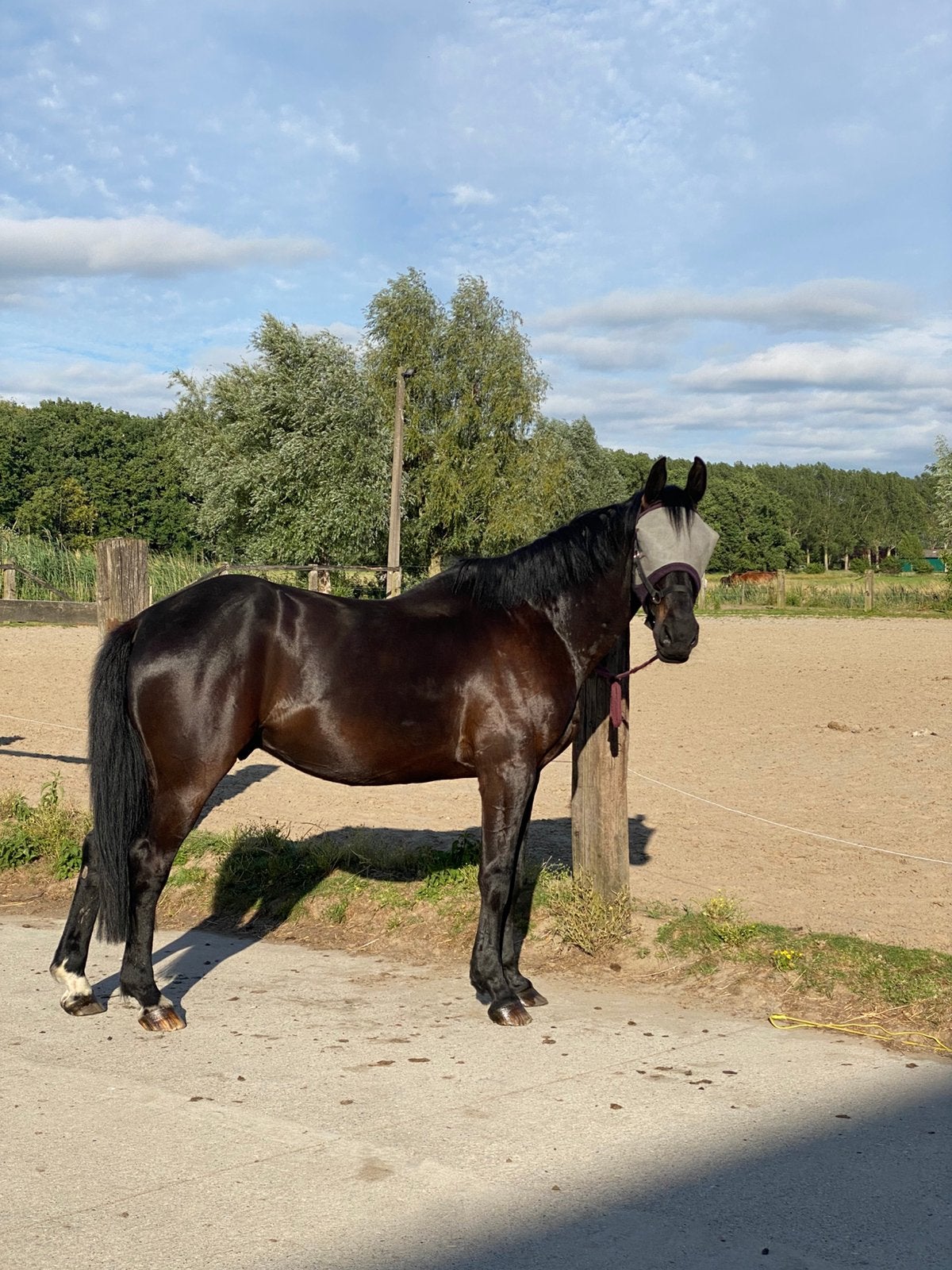 Warme thuis gezocht voor lieve ruin, Animaux & Accessoires, Chevaux, Hongre, Ne s'applique pas, 170 à 175 cm, 11 ans ou plus, Cheval de récréation