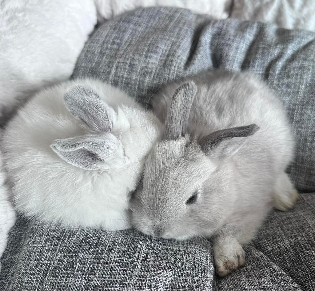 Bébés lapins, Sexe inconnu, Nain, Oreilles tombantes, 0 à 2 ans