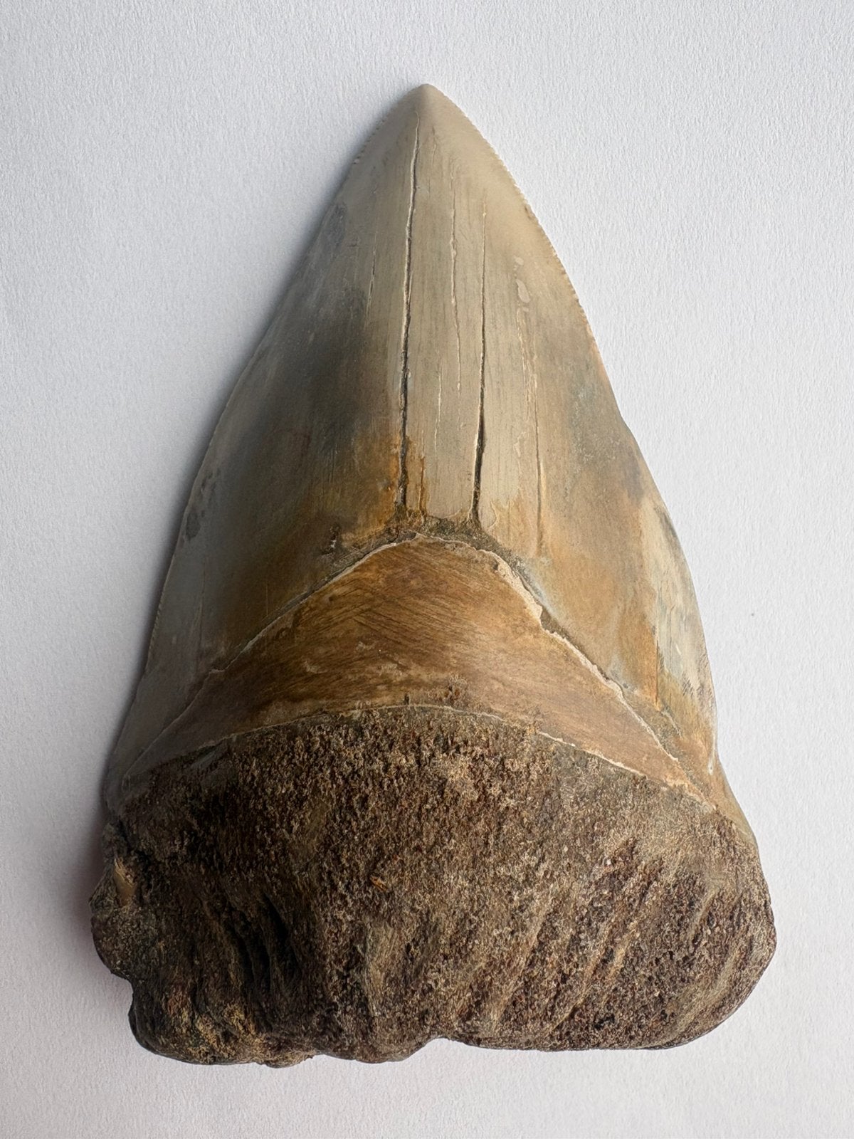 Megalodontand 12,5 cm - Indonesië, Verzamelen, Mineralen en Fossielen, Verzenden, Fossiel