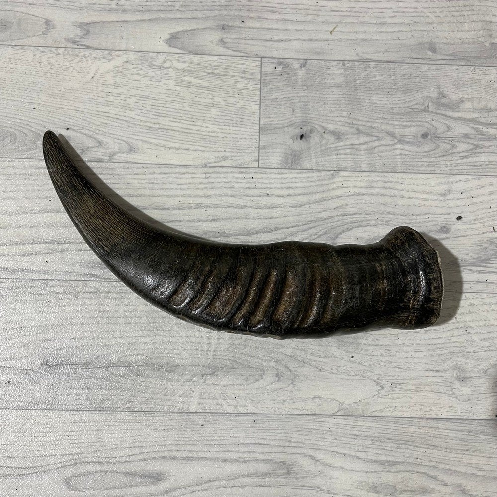 Waterbuffel hoorn los 40cm nr 337 | Lederstore, Collections, Enlèvement ou Envoi, Neuf, Animal de ferme, Bois ou Tête