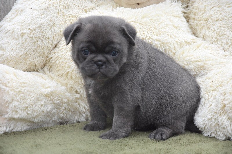 Prachtige Mopshond pups, België, Overige rassen, CDV (hondenziekte), 8 tot 15 weken
