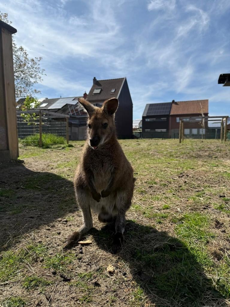2 wallabie mannetjes te koop van april 2025., Animaux & Accessoires, Animaux Autre, Avril, Mâle
