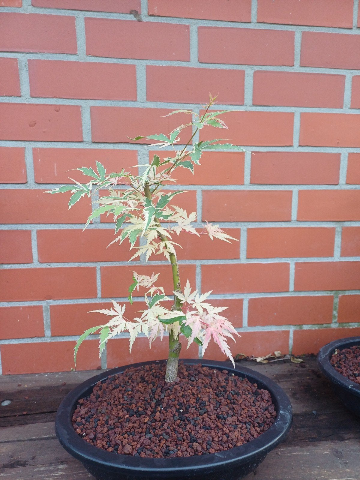1 pre bonsai acer butterfly met prachtige kleuren, Ophalen