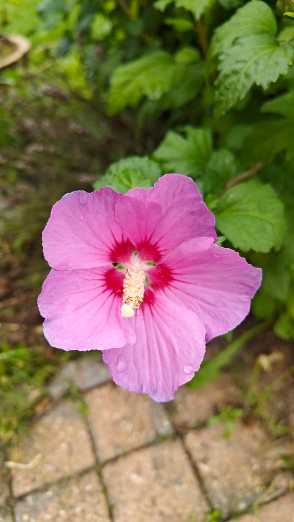 Hibiscus, Ophalen, Haag