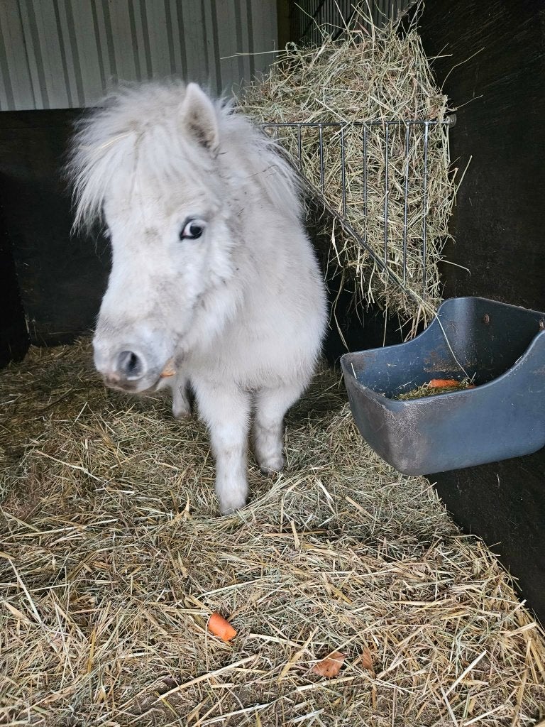 Kleine appaloosamerrie, Merrie, Gechipt, 0 tot 2 jaar