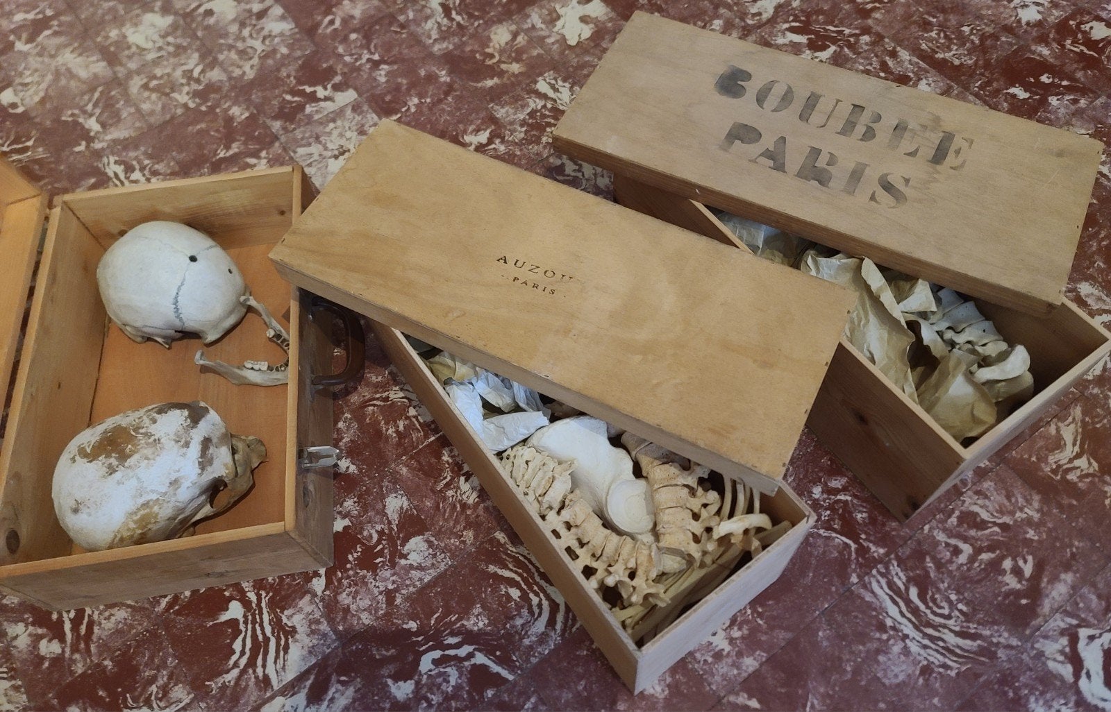 Schedel, skelet, Ophalen of Verzenden