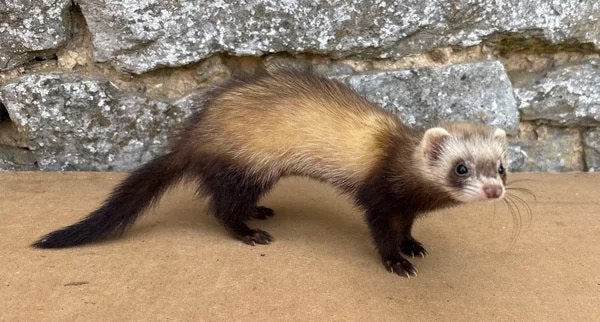 Jeune furet/fureton femelle ( furette) zibeline, Fret, Vrouwelijk, Mei, Tam