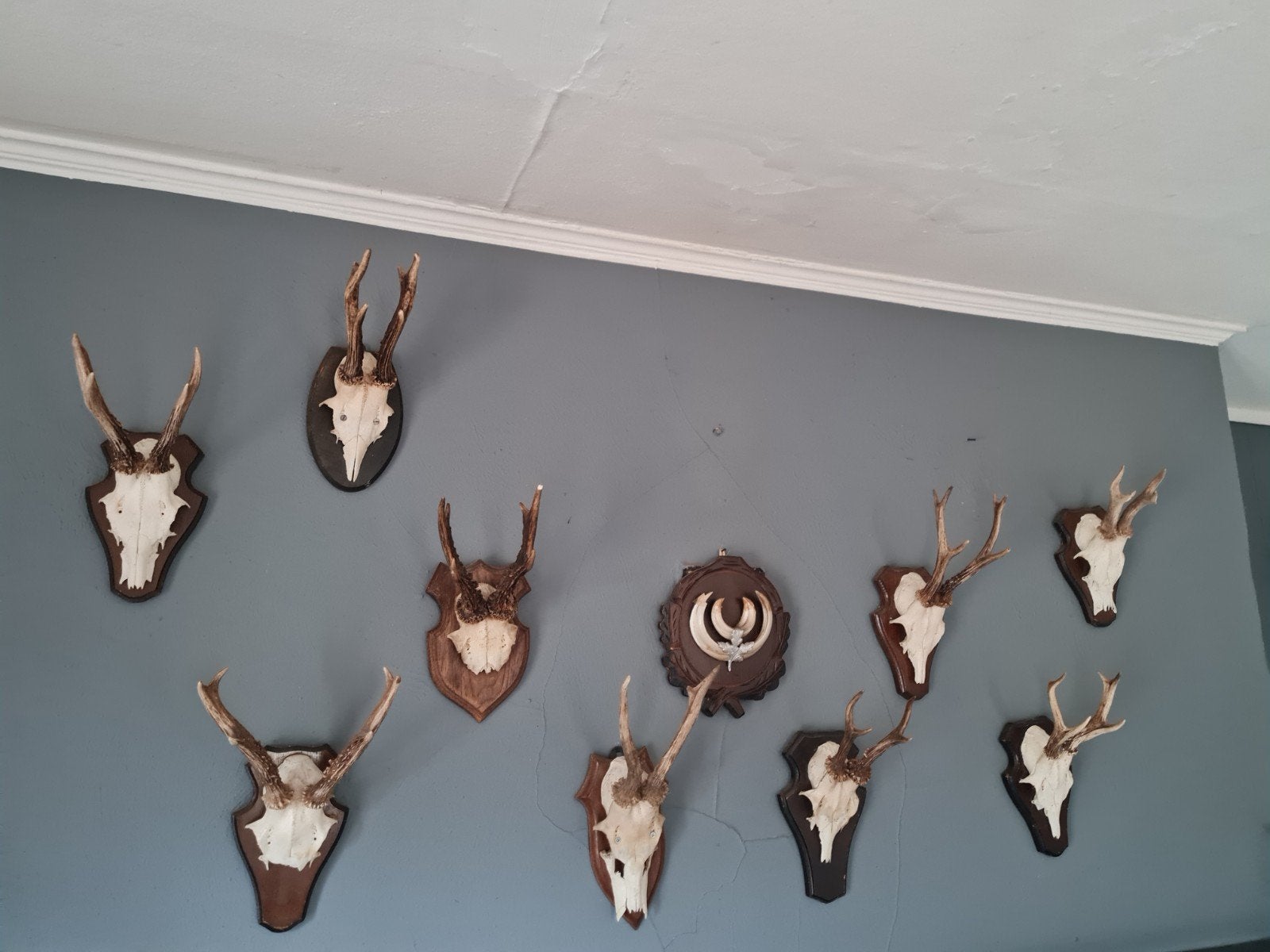 3 trofeeën, Ophalen