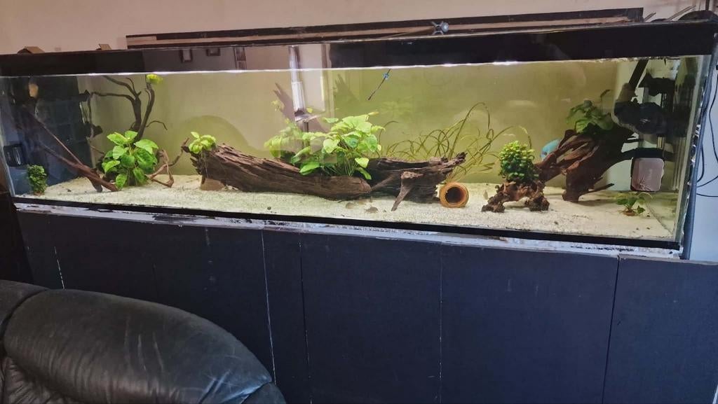 Aquarium +-1000l, Enlèvement