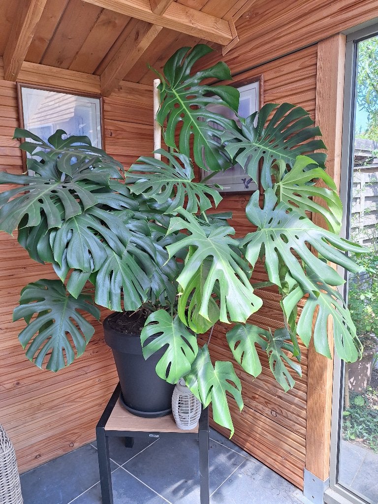 gatenplant (monstera), Huis en Inrichting, Ophalen, 200 cm of meer, Overige soorten, Halfschaduw