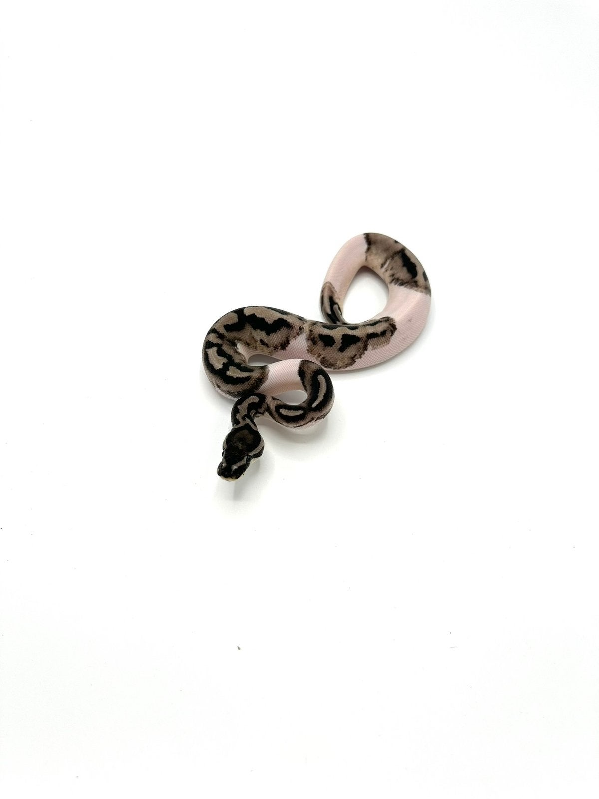 Diverse Python regius - koningspythons Ball Python photo 19
