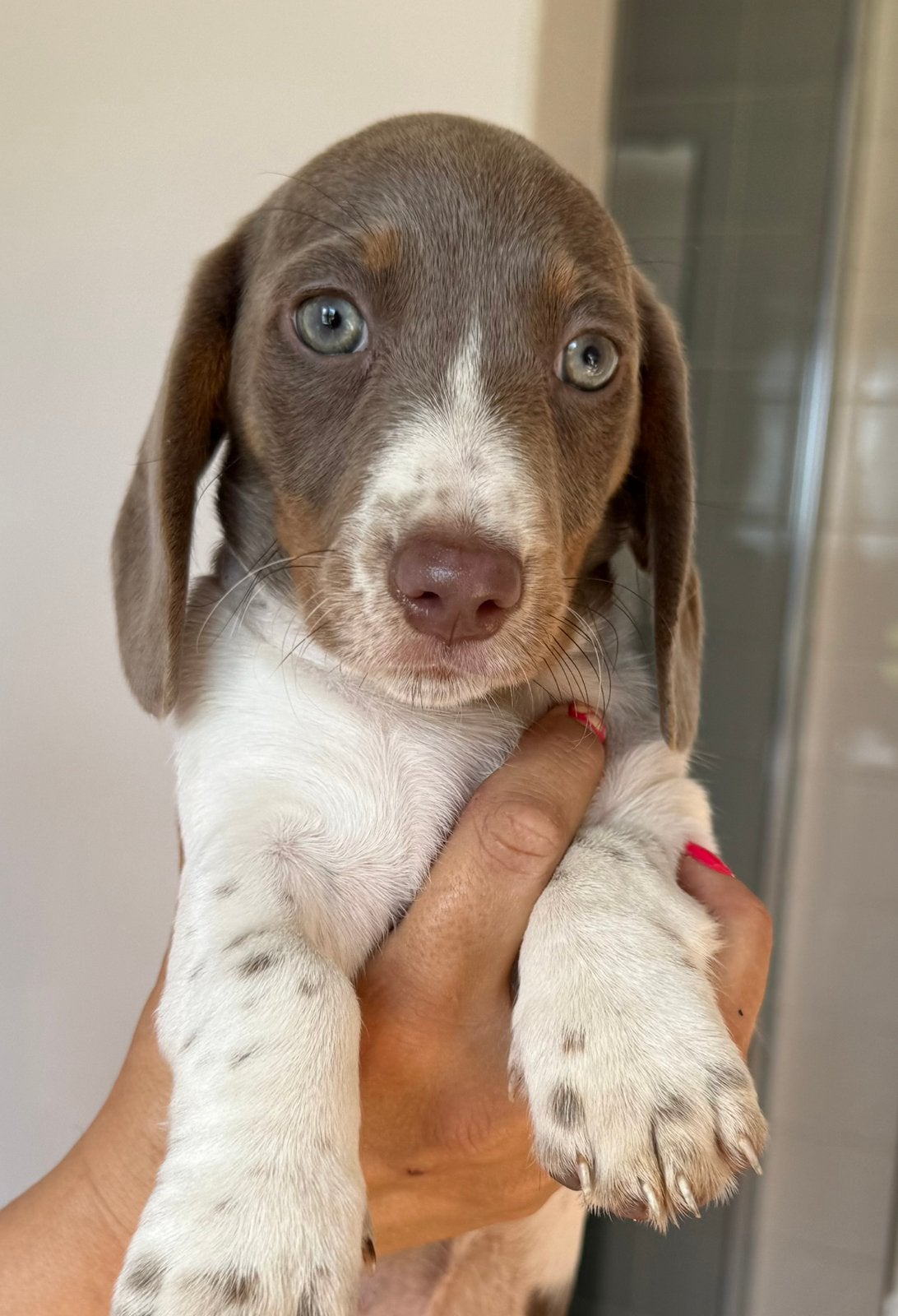 Dwergteckel pups Lilac Piebald – korthaar & langhaar, België, CDV (hondenziekte), 8 tot 15 weken, Korthaar
