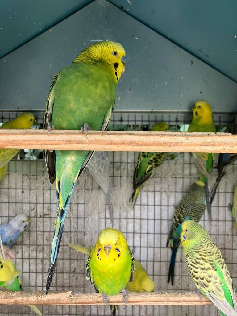 GEEL/GROENE MAN GRASPARKIETJES VANAF 10 EURO/VOGEL, Mâle, Perruche