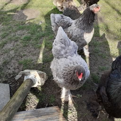 Brahma groothoender blauw hen, Dieren en Toebehoren, Pluimvee