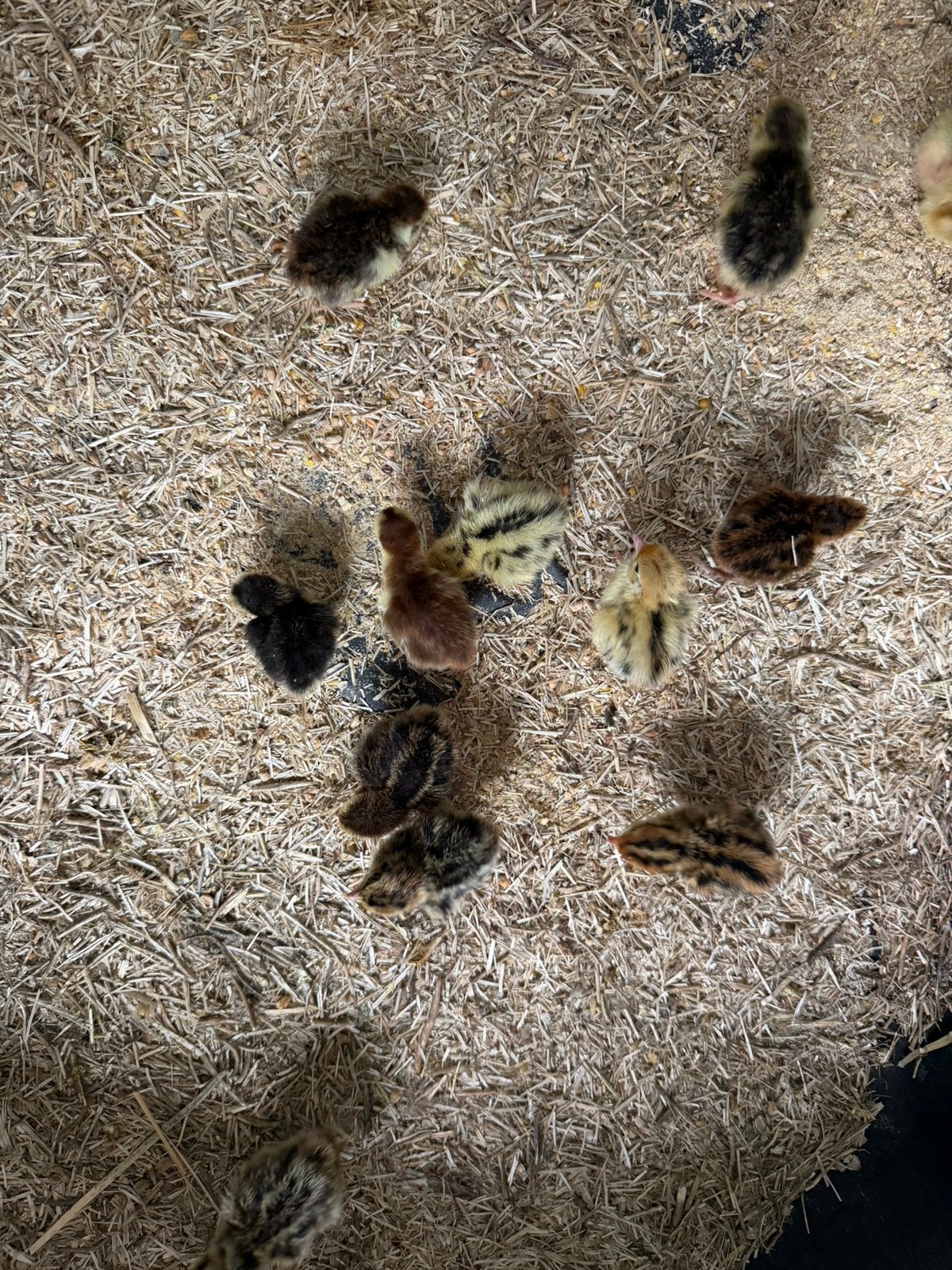 Kwartel kuikens mogelijks celadon 10€ voor alles