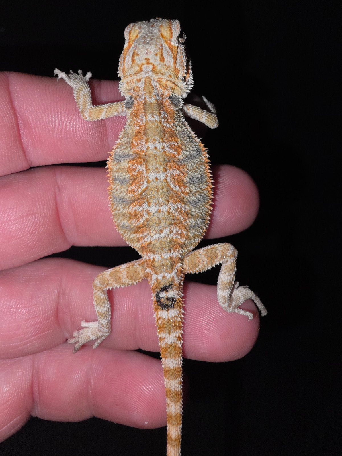 25 % monstre rouge unique en son genre, 100 % l'homme-dragon, Lézard, Domestique, 0 à 2 ans