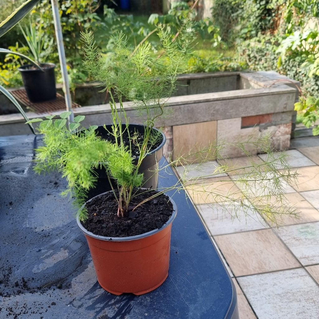 Goed gewortelde en gepotte ASPERGES plantjes 1€/st, Ophalen of Verzenden, Vaste plant, Groenteplanten
