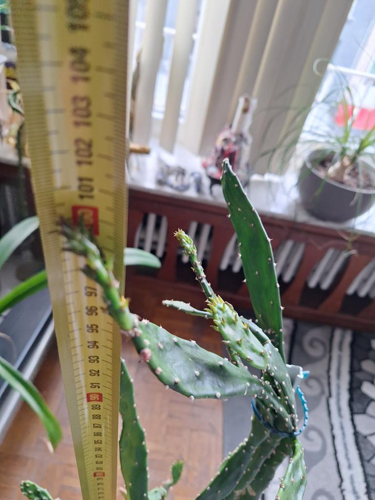 Plant Cactus, Dieren en Toebehoren, Ophalen