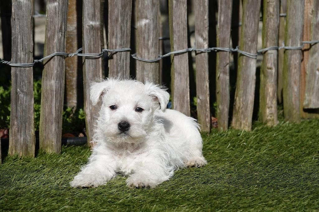 West highland white terriër pups (westie, 100% belgisch), Parvo, België, Overige rassen, 8 tot 15 weken