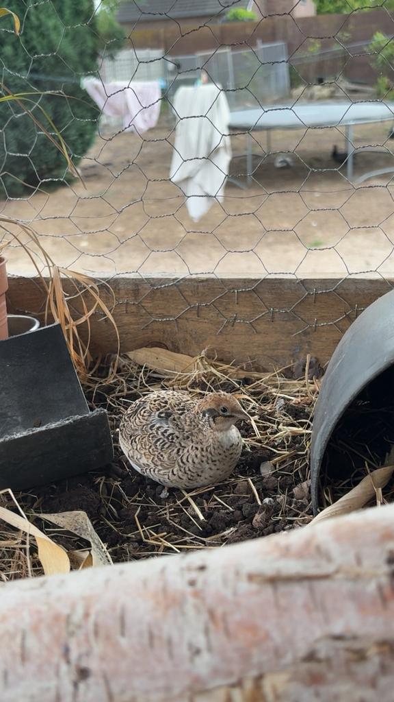 Kwartels, Dieren en Toebehoren