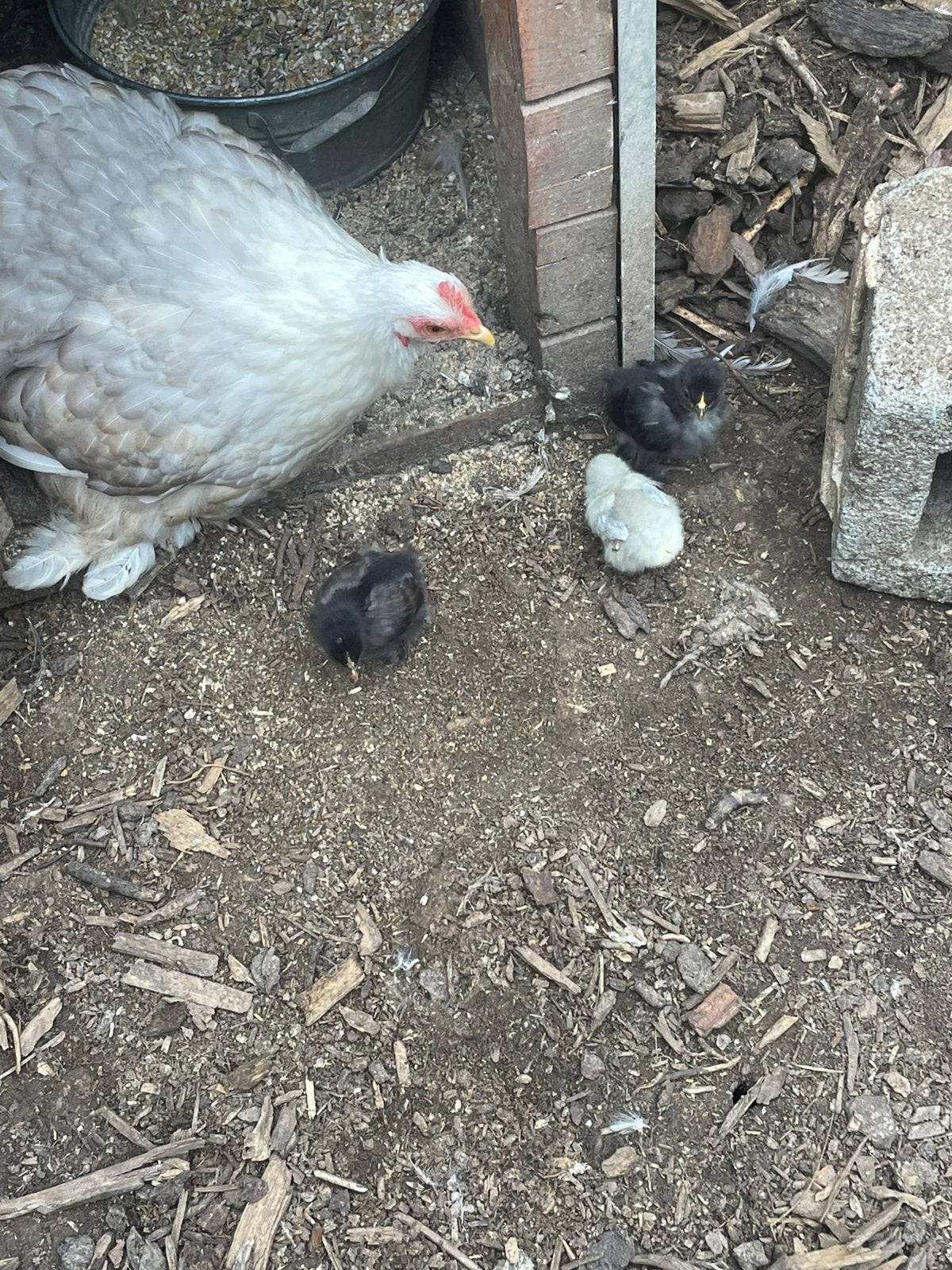 Cochin kriel hen met 3 kuikens ( natuurbroed ), Plusieurs animaux, Poule ou poulet