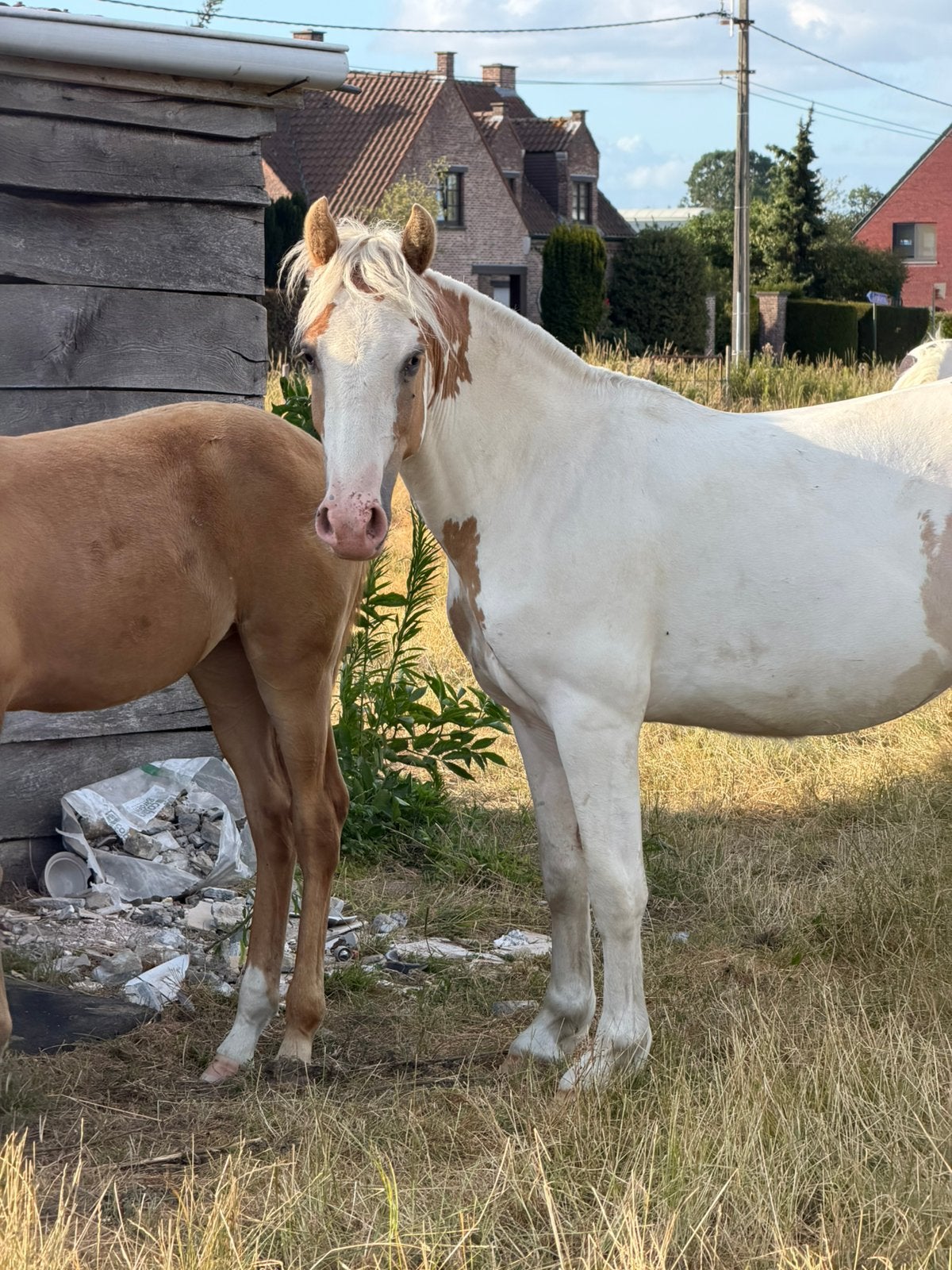 Leuke 2 jarige bonte merrie, Jument