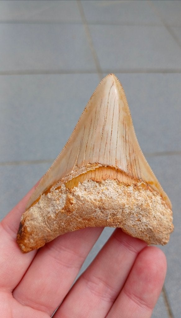 Megalodon haaientand fossiel uit Indonesie, Verzamelen, Ophalen of Verzenden, Fossiel