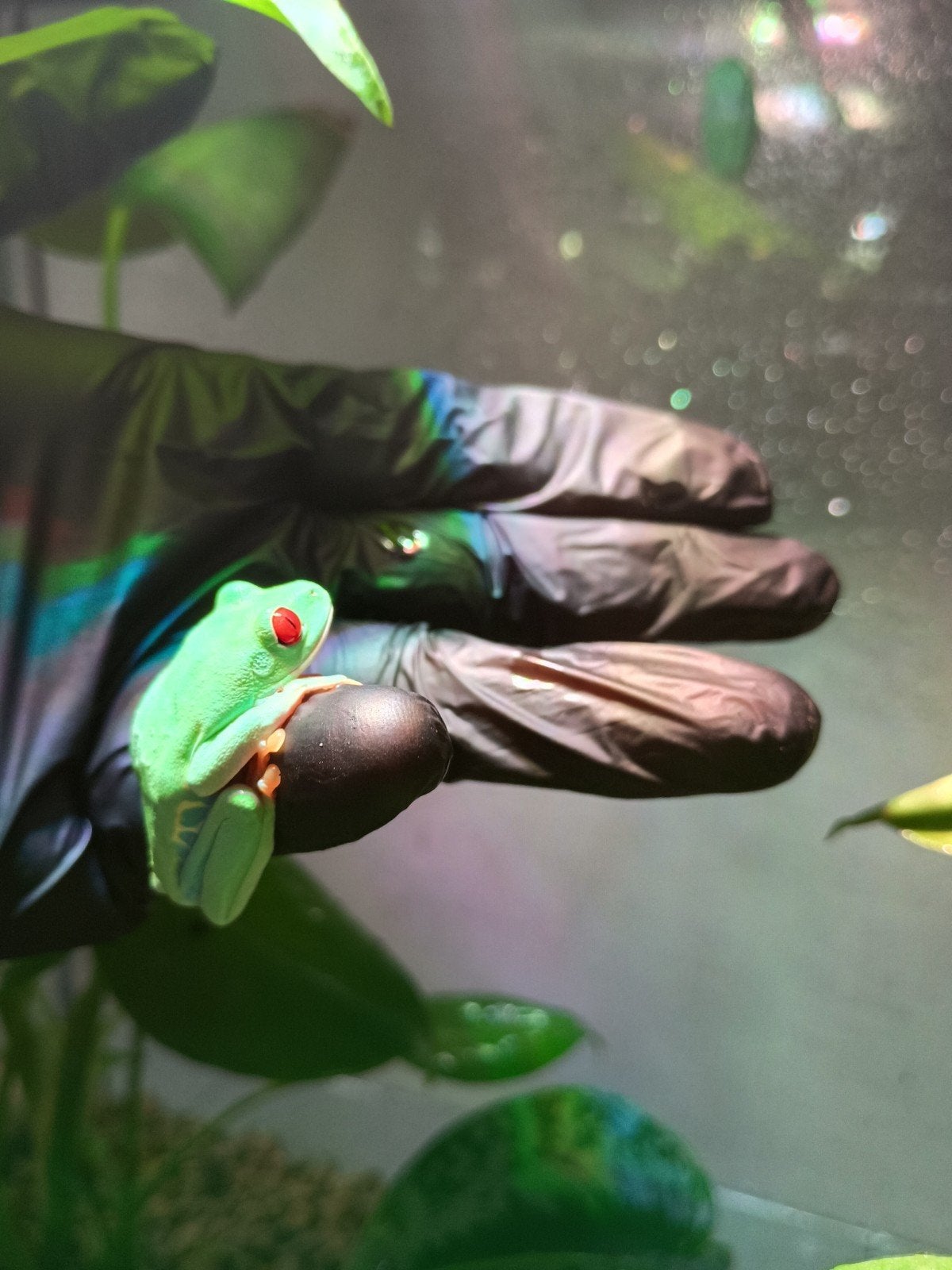 Agalychnis callidryas, Dieren en Toebehoren, Amfibie, 0 tot 2 jaar