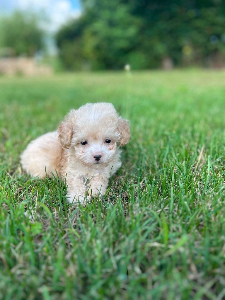 de très beaux chiots maltipoo nés chez nous, Petit, Maladie de Carré (chiens), Plusieurs, Belgique