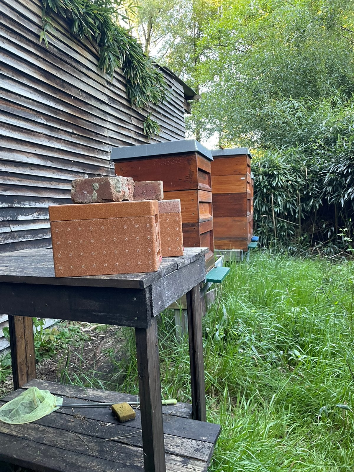 Enkele koninginnen te koop Carnica F2, Animaux & Accessoires, Enlèvement, Neuf