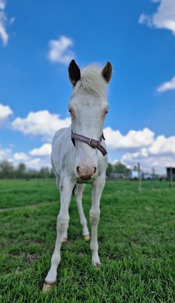 ️Prachtig paint veulen Happyness️, Animaux & Accessoires, Chevaux, Vermifugé, Moins de 160 cm, 0 à 2 ans, Non dressé