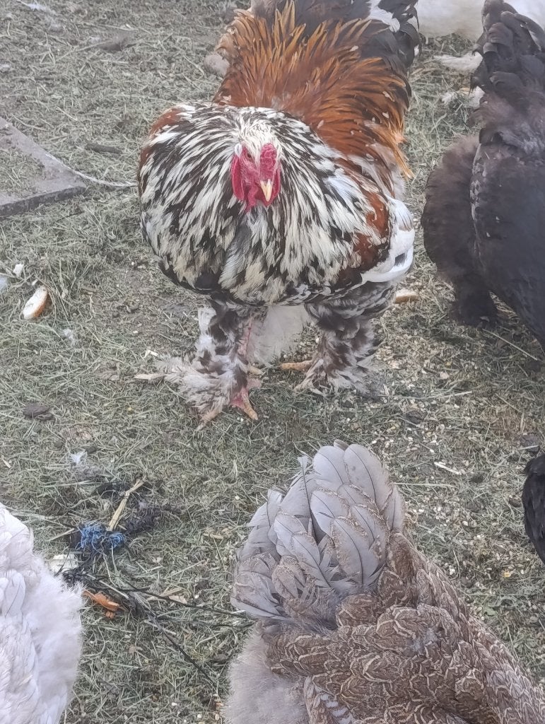 Mooie brahma haan, Dieren en Toebehoren, Pluimvee