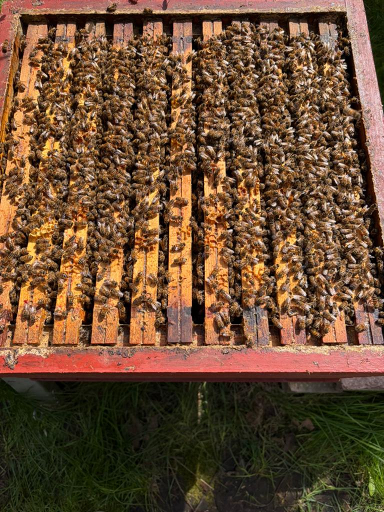 Bijenvolkop 11 ramen simplex, Dieren en Toebehoren, Bijen