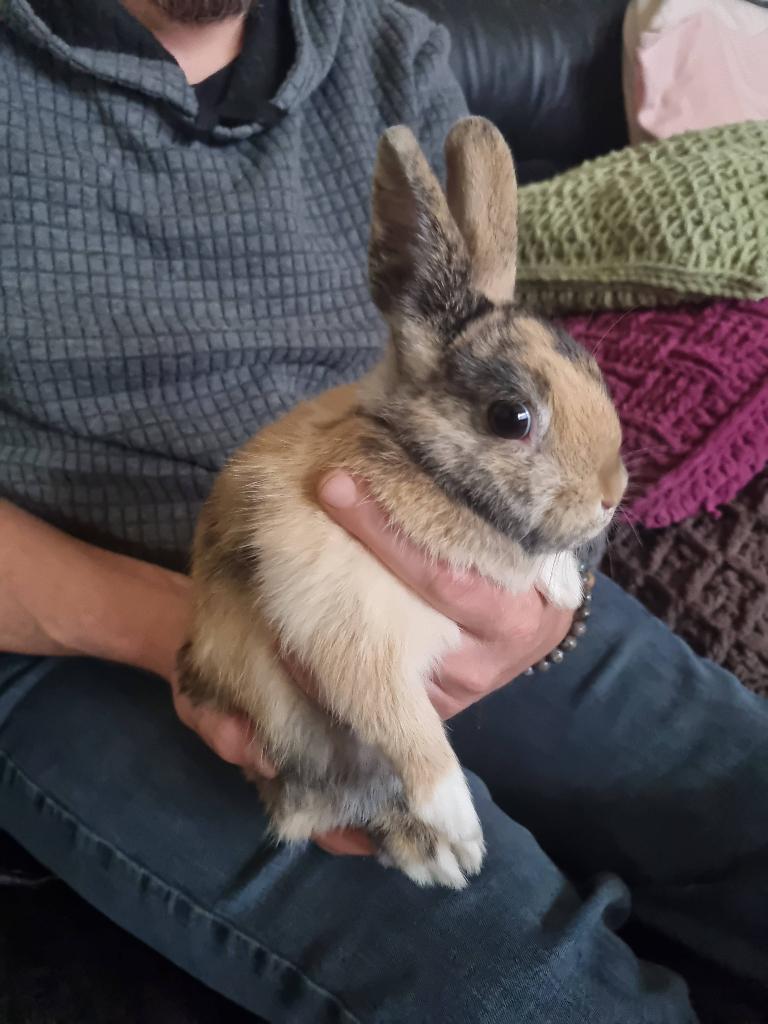Dwerg Konijnen, Dieren en Toebehoren, Ophalen, Hok