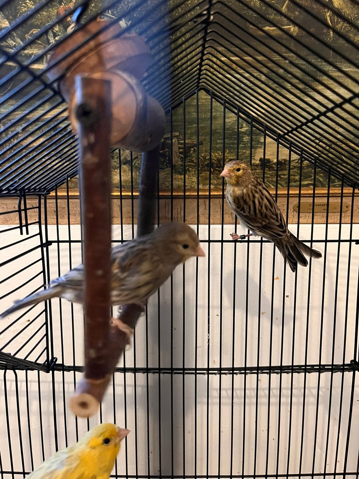 Canari agata 2026, Avril, Sexe inconnu