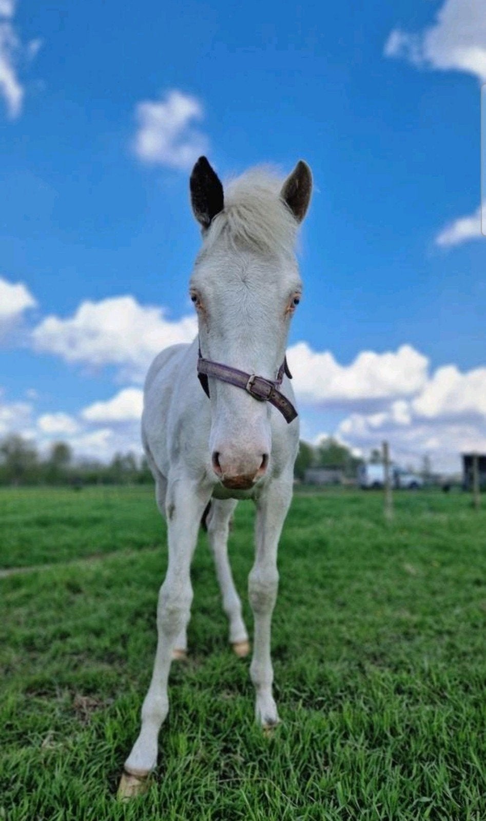 Prachtig veulen Happyness, Animaux & Accessoires, Chevaux, Jument, Non dressé, Moins de 160 cm, 0 à 2 ans, Avec puce électronique