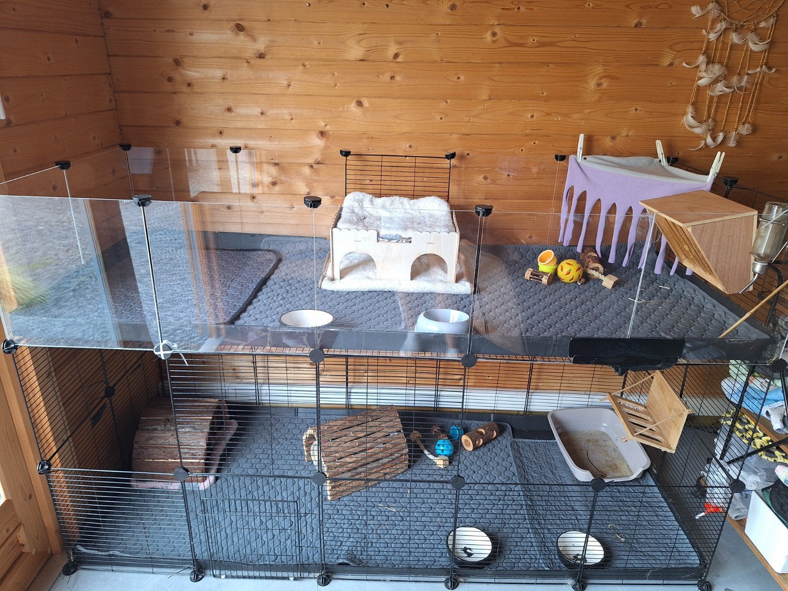 Caviaren, Dieren en Toebehoren, Ophalen, Ren, Cavia